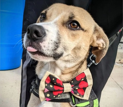 A short-coated dog wearing a bowtie with a heart pattern on it.